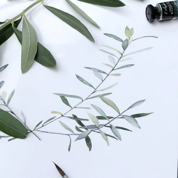 aquarelle branches d'olivier